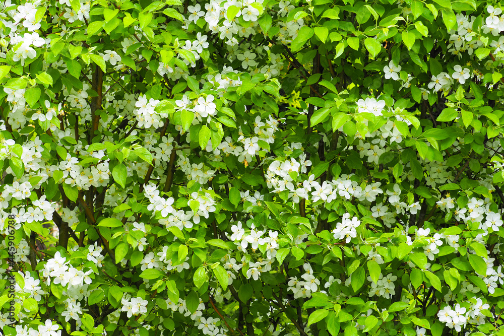 Blooming decorative apple tree background, apple flowers Blooming decorative apple tree background, apple flowers