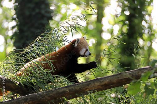 Adorable Panda roux mangeant dans les arbres