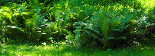 Fern thickets in the city park, panoramic view, landscape design. Dicksonia antarctica or soft tree fern
