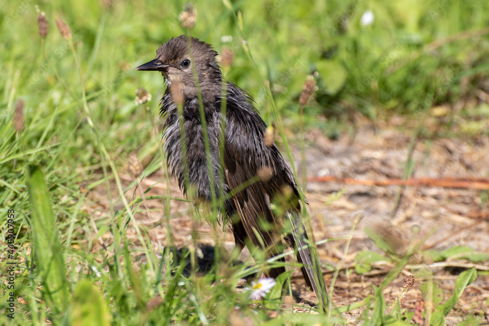 Fototapeta premium oiseau noir dans la nature, dans l'herbe black bird in nature, in the grass