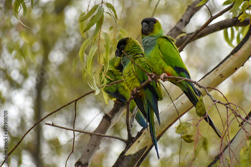 group of wild nanday parakeet (Aratinga nenday) in a tree photo