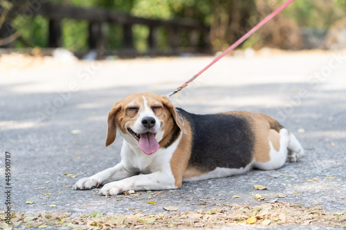 Colourful dog lying on floor with leash and sticking out tongue