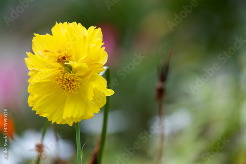 beauty twins fresh yellow petals and orange pollen cosmos flower blooming in botany garden with copy space.