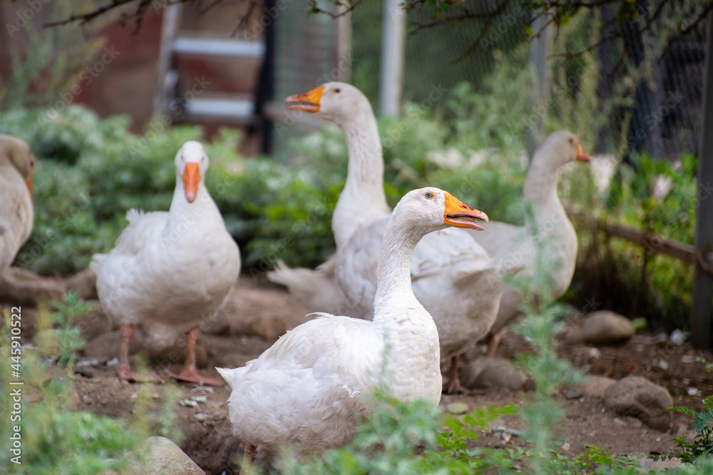 white goose on the farm white goose on the farm