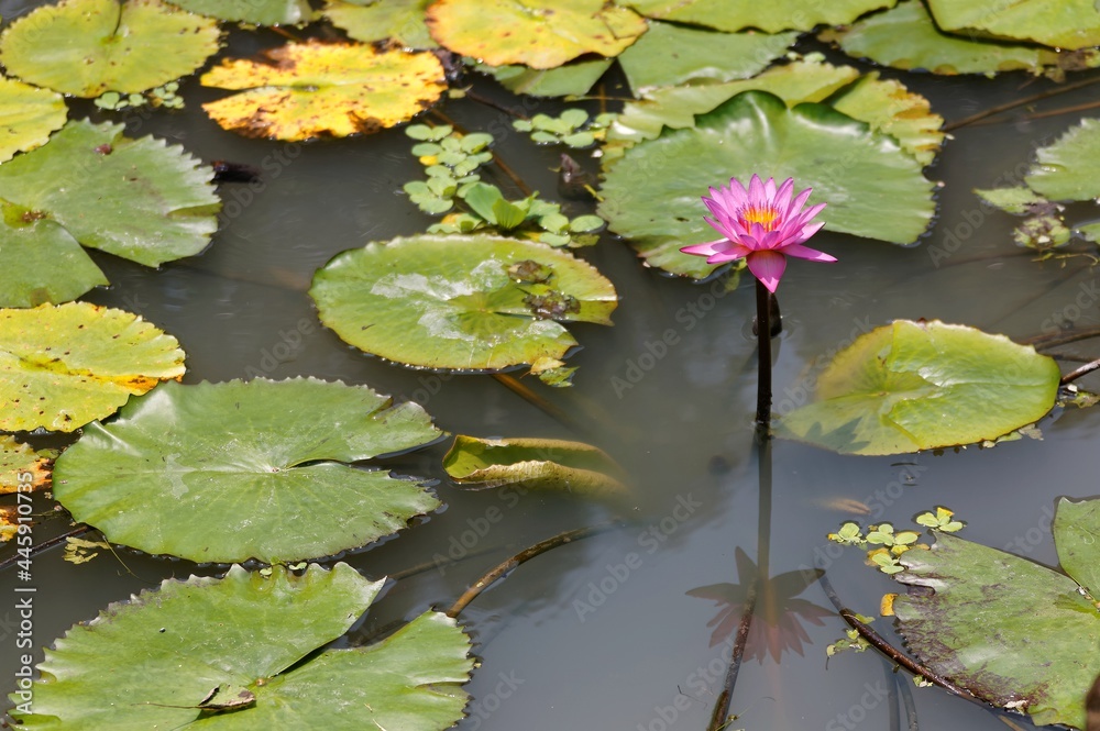 Closeup view of pink and purple waterlily flowers blooming amid green lush leaves on the water under bright summer sunshine. Lovely water lilies in a lotus pond with the atmosphere of Monet's painting Closeup view of pink and purple waterlily flowers blooming amid green lush leaves on the water under bright summer sunshine. Lovely water lilies in a lotus pond with the atmosphere of Monet's painting