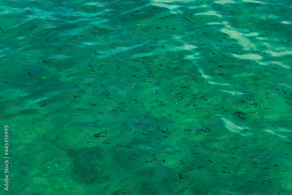 custom made wallpaper toronto digitalA lot of small tiny fishes swimming in crystal clear water next to city port