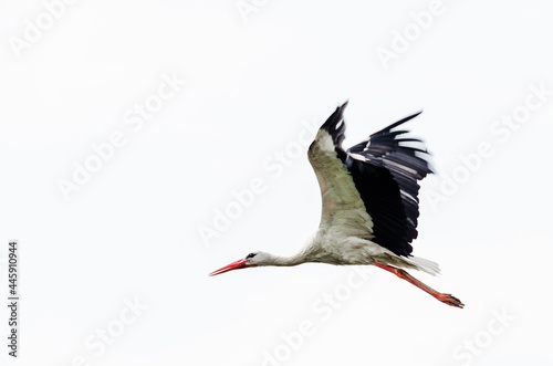 Fototapeta Stork