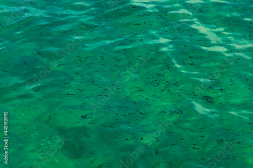Wallpaper Mural A lot of small tiny fishes swimming in crystal clear water next to city port Torontodigital.ca