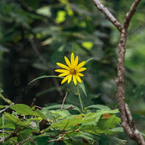yellow flower in the forest