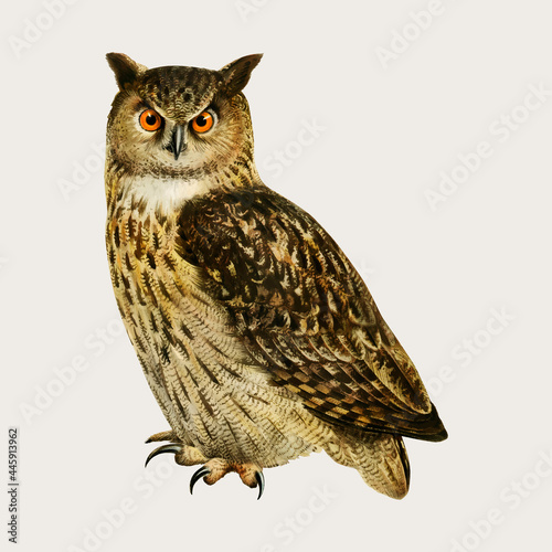 Eaurasian Eagle Owl Bird Hand Drawn Style