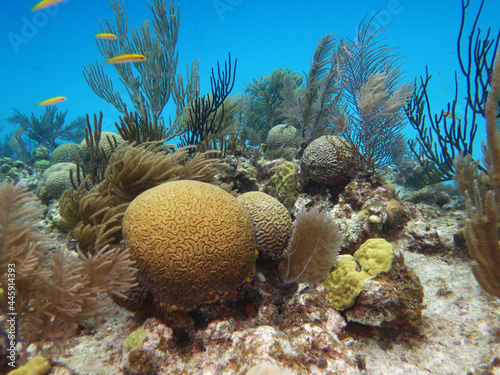 Brain masive corals in the caribbean sea of Colombia in San Andres Island photo