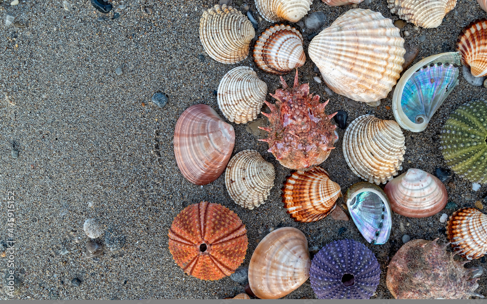 collection of colorful sea urchins and various shells on wet sand beach