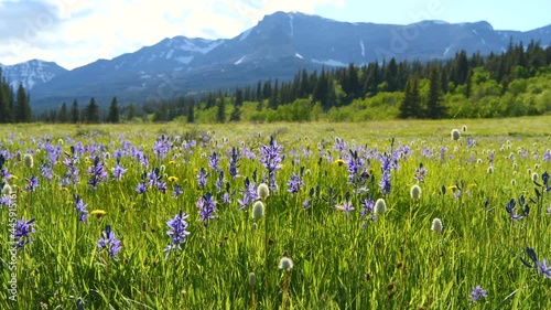 Blue Camas Wildflowers - Field of Blue Camas wildflowers swaying by gentle breeze in a mountain meadow at Cut Bank Valley on a sunny and calm Spring Evening, Glacier National Park, Montana, USA. photo