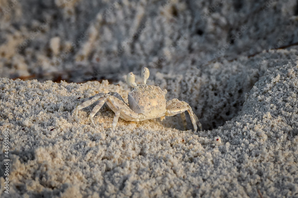 Beach crab