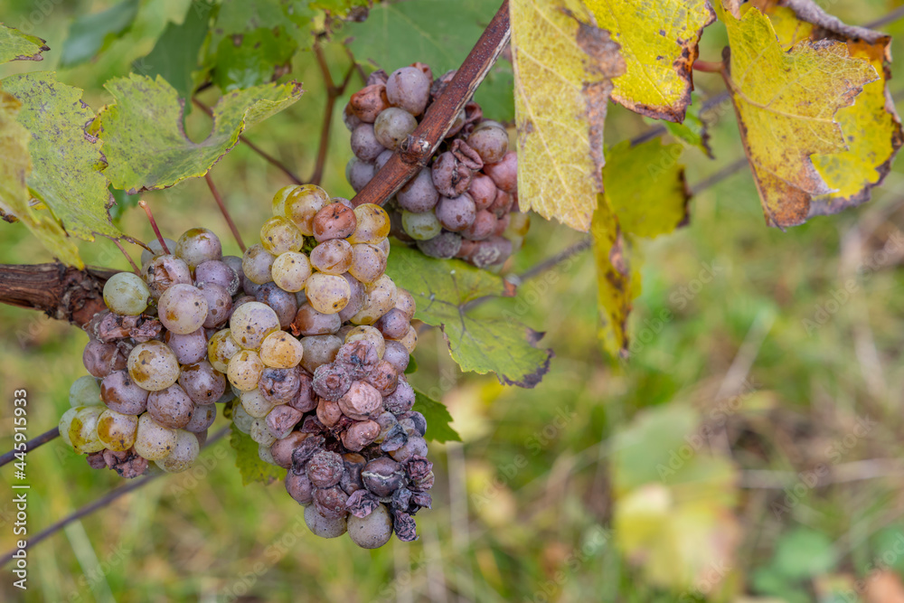 Fototapeta premium white grapes infested with rot and mold