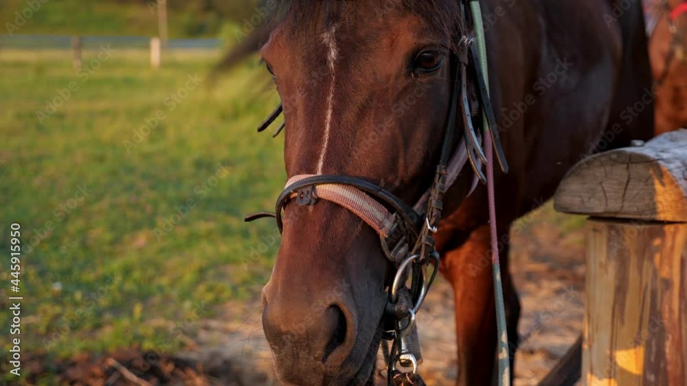 Large brown harnessed domestic horse with bridle stands on ranch grass by wooden fence under bright summer morning sunlight close view Large brown harnessed domestic horse with bridle stands on ranch grass by wooden fence under bright summer morning sunlight close view