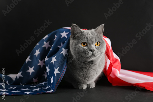 Cat and USA flag on isolation