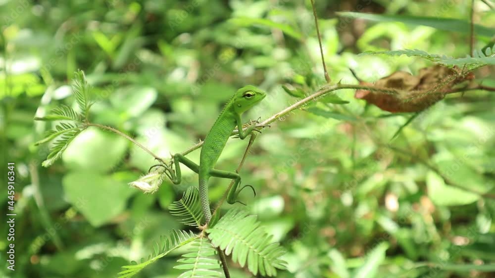 A young oriental garden lizard sitting top of a branch of sensitive plant in a sunny day A young oriental garden lizard sitting top of a branch of sensitive plant in a sunny day