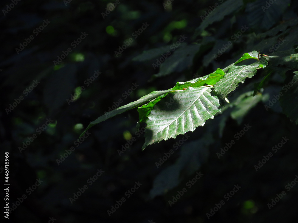 grasshopper on a leaf grasshopper on a leaf