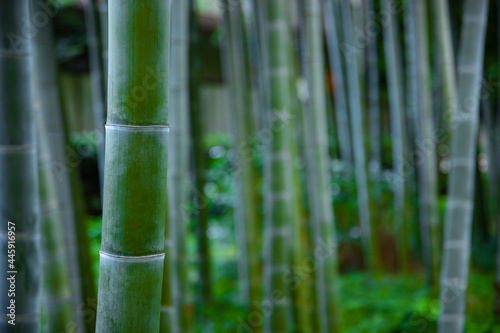 Fototapeta Naklejka Na Ścianę i Meble -  Beautiful bamboo forest at the traditional park daytime