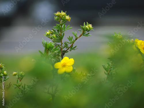 yellow flowers in spring