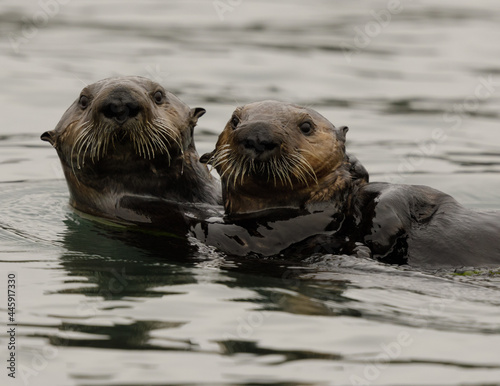 Two Southern Sea Otters at Elkhorn Slough. Monterey Bay, California, USA.