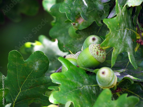 acorns on the tree