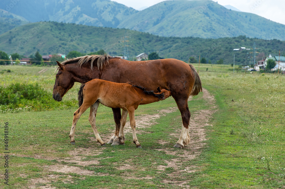 The mare feeds the foal