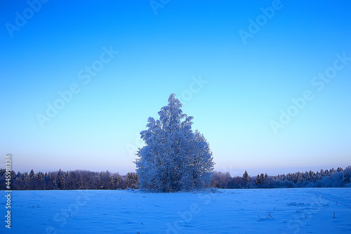 landscape winter forest, seasonal beautiful view in snowy forest december nature