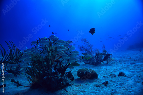 Photos school of fish underwater photo, Gulf of Mexico, Cancun, bio fishing resources