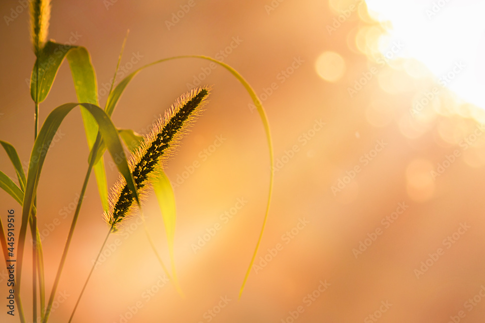 Spikelet and leaves of wild grass in the sunbeams of the sunset. Soft focus, abstract background, defocused highlights. Spikelet and leaves of wild grass in the sunbeams of the sunset. Soft focus, abstract background, defocused highlights.
