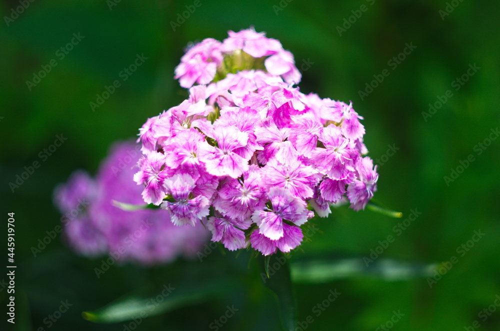 Bearded clove, or Turkish carnation on a natural background. Pink blooming clove flowers, in the garden Selective focus Bearded clove, or Turkish carnation on a natural background. Pink blooming clove flowers, in the garden Selective focus