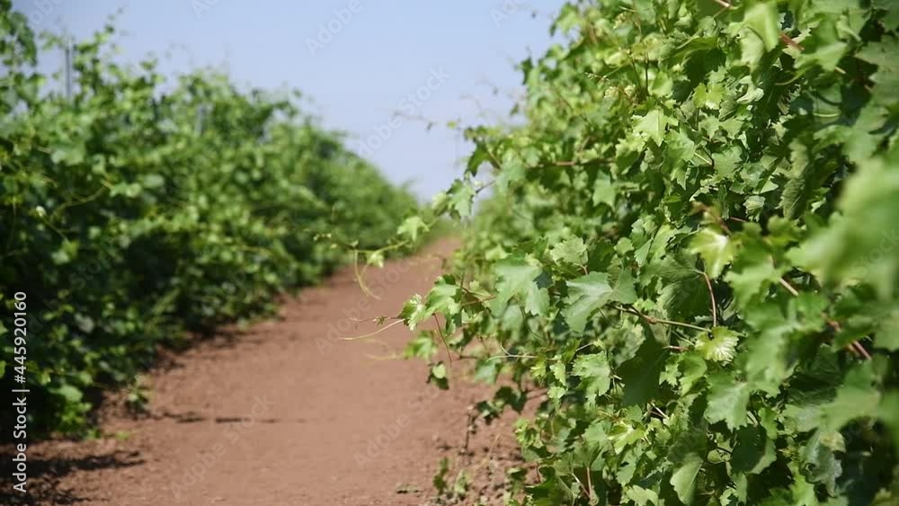 Beautiful rows of young green vineyards move in the wind Beautiful rows of young green vineyards move in the wind