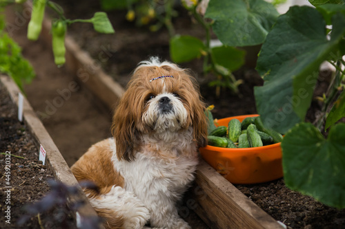Shih tzu Dog is in the greenhouse. Harvest basket of cucumbers.