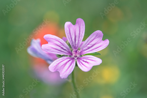 Pink mallow flower in the meadow