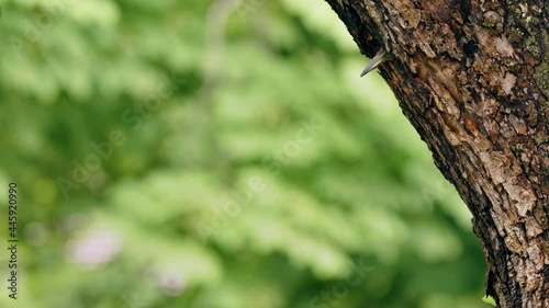 European green woodpecker (Picus viridis) flying out of nest, bird flight in slow motion photo