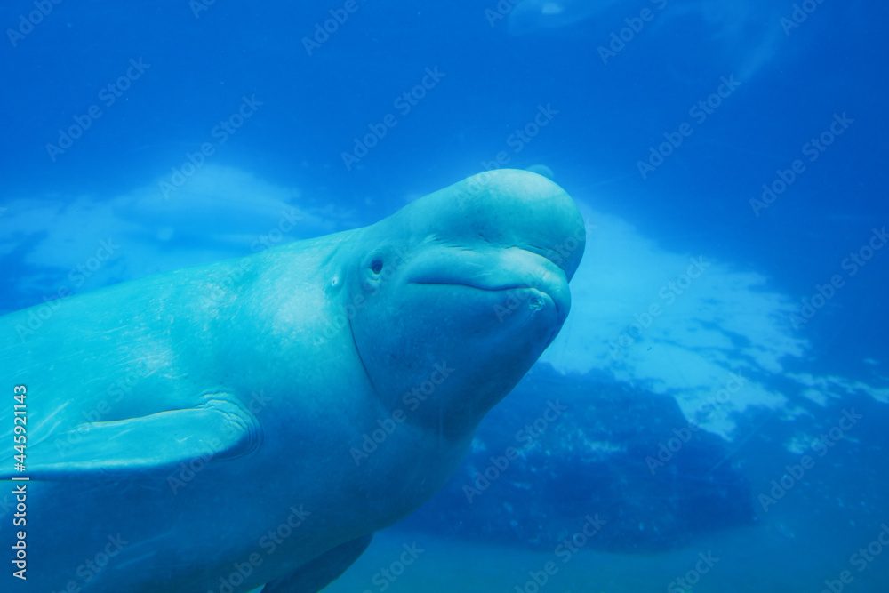 Fototapeta premium A smiling beluga swimming by