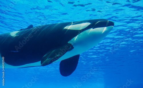 Killer whale in blue water photo