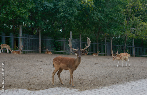Canvas Print Sunlit red deer, cervus elaphus, stag with new antlers growing facing camera in summer nature