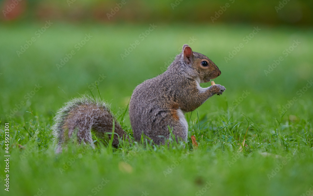 Cute red squirrel with long pointed ears in spring time . Wildlife in spring forest. Sciurus vulgaris. Cute red squirrel with long pointed ears in spring time . Wildlife in spring forest. Sciurus vulgaris.