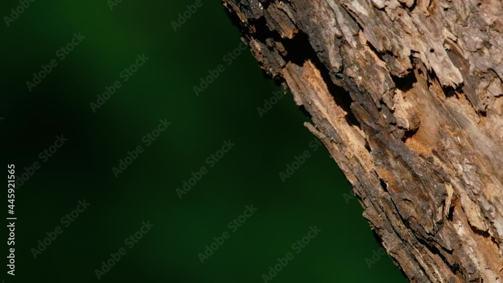 European green woodpecker (Picus viridis) flying out of nest, bird flight in slow motion European green woodpecker (Picus viridis) flying out of nest, bird flight in slow motion