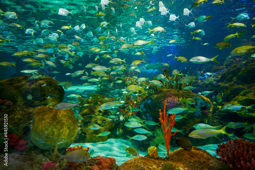 Underwater world. Fish in the aquarium of the aquarium. Background.