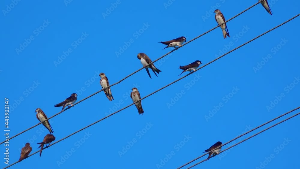 The sand martin (Riparia riparia) or European sand martin, bank swallow, Ukraine The sand martin (Riparia riparia) or European sand martin, bank swallow, Ukraine