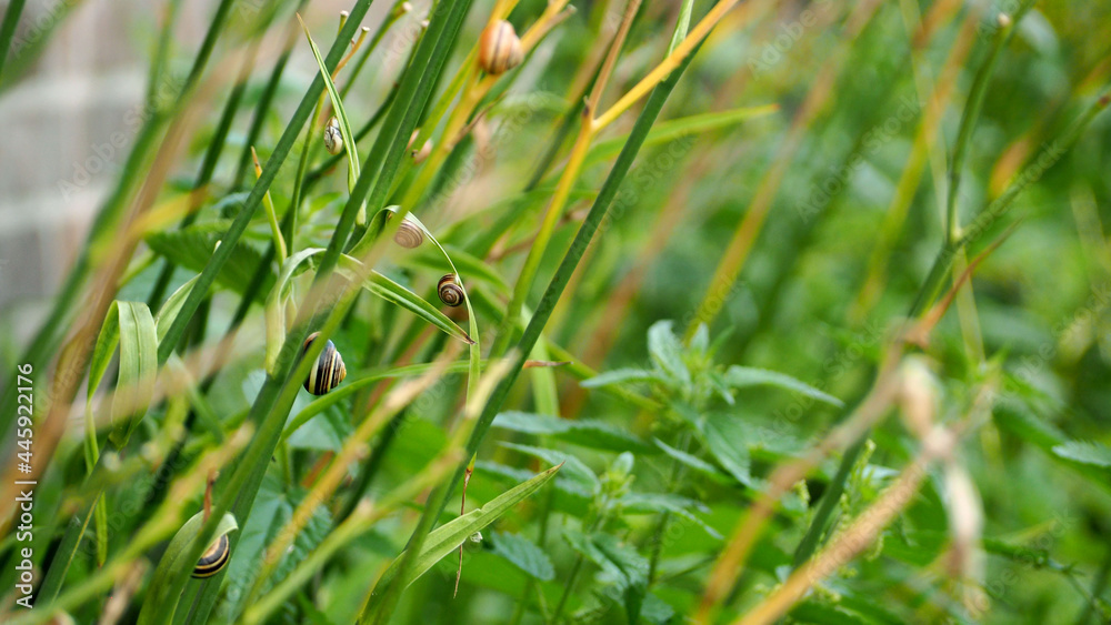 brown striped snails sit below on the grass in the garden after the rain brown striped snails sit below on the grass in the garden after the rain