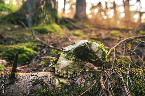 Close-up of a skull in the forest outdoors during sundown photo