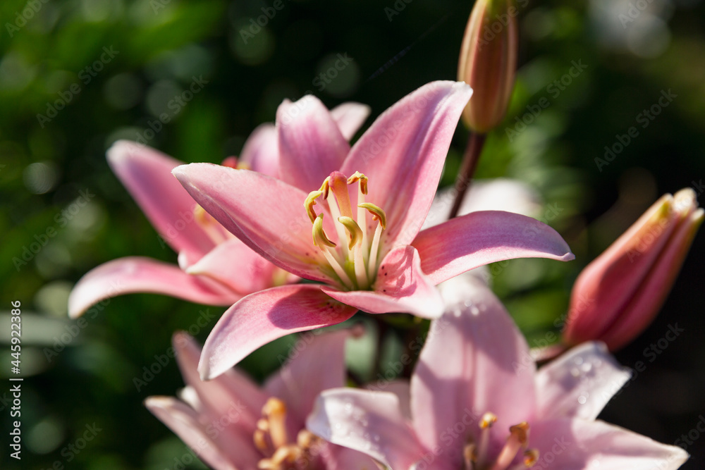 Beautiful pink lilies in the garden. Close-up.