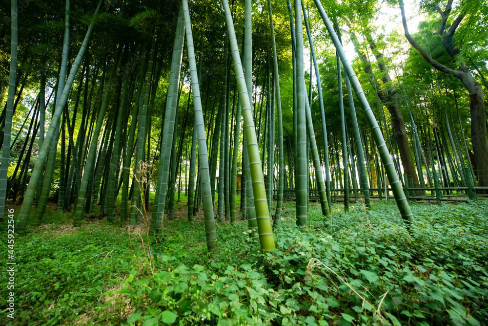 Naklejka premium Beautiful bamboo forest at the traditional park daytime wide shot