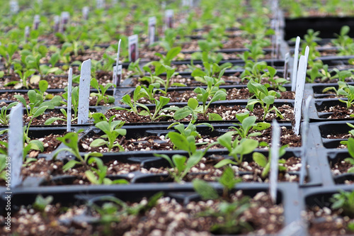 Rows of Sweet Alyssum seedlings growing in containers photo