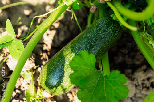 Ripe green zucchini in the garden. New harvest from nature. Vitamins and healthy food. Close-up.