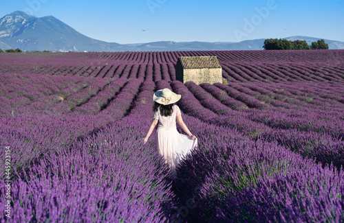Field of lavender, Provance, France